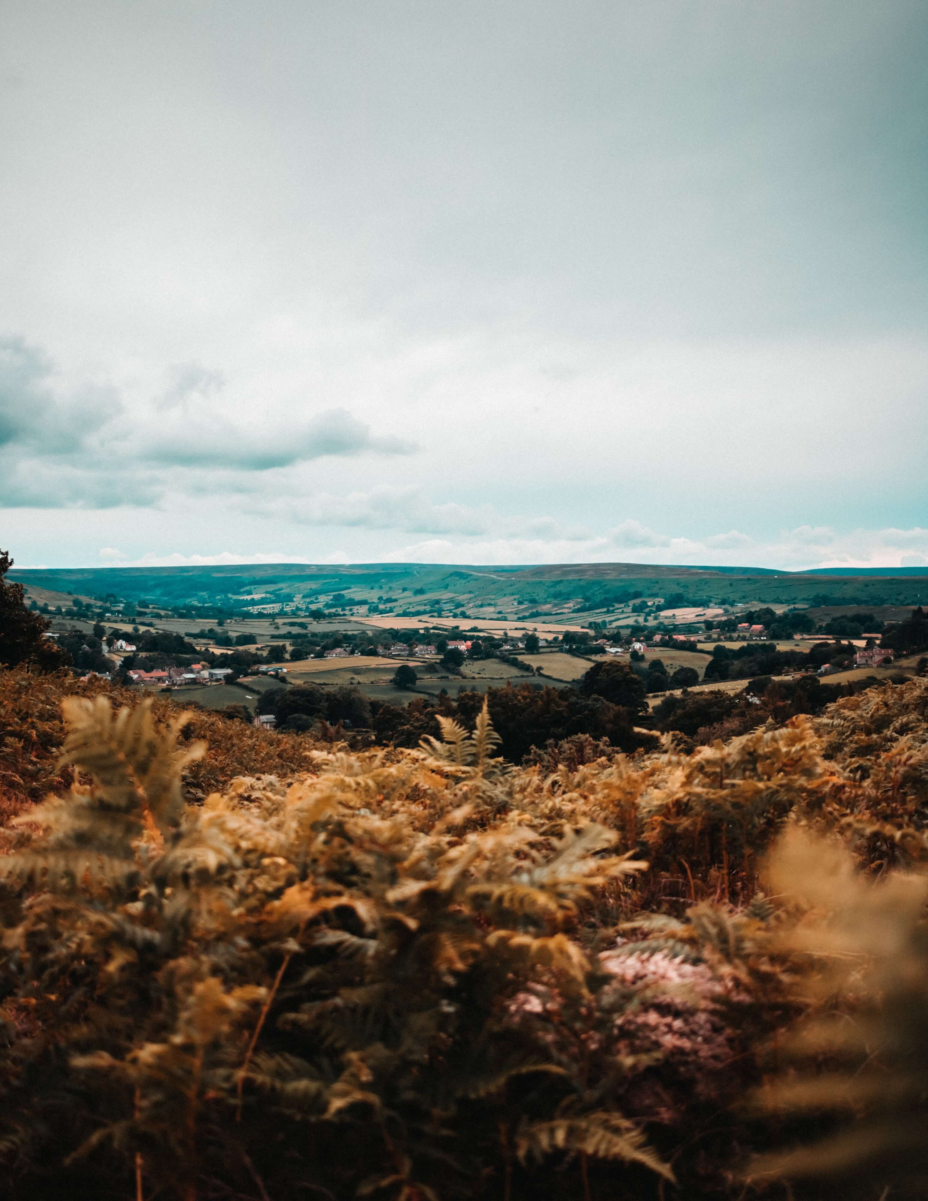 mountain of wild wheat overlooking a valley